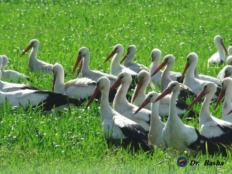 المئات من طائر اللقلق الأبيض في سهول عرابة